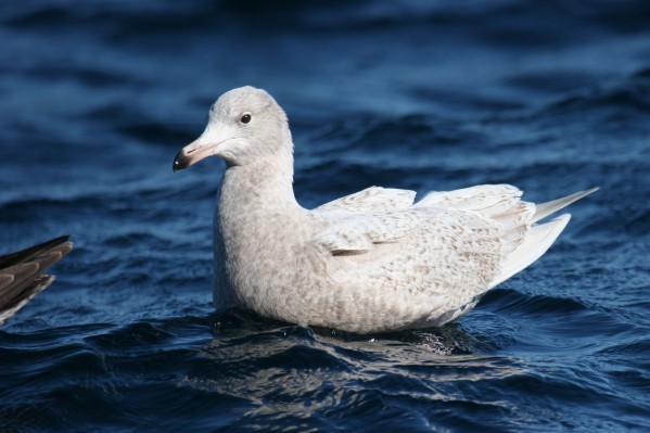 Glaucous Gull